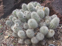 Echinocereus scheeri