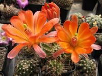 Echinocereus scheeri