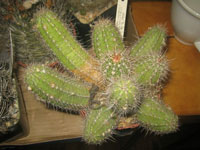 Echinocereus scheeri