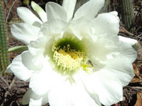 Echinopsis schickendantzii