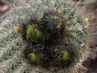 Echinopsis schickendantzii