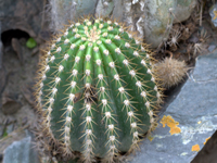 Echinopsis schickendantzii