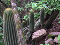 Echinopsis schickendantzii