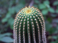 Echinopsis schickendantzii