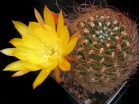 Echinopsis schieliana