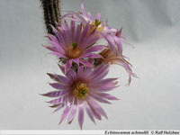 Echinocereus schmollii