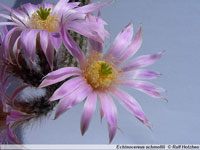 Echinocereus schmollii