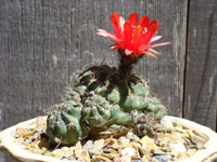 Echinopsis schrieteri