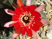 Echinopsis schrieteri