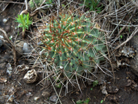 Echinopsis schrieteri