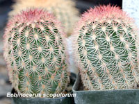 Echinocereus scopulorum