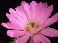 Echinocereus scopulorum