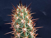 Echinopsis skottsbergii