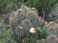 Echinopsis smrziana