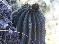 Echinopsis smrziana