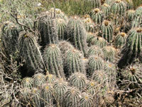 Echinopsis smrziana