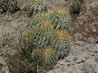 Echinopsis smrziana