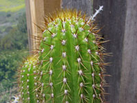 Echinopsis spachiana