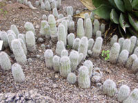 Echinocereus stoloniferus