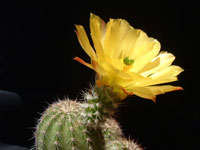 Echinocereus stoloniferus