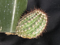 Echinocereus stoloniferus