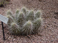 Echinocereus stramineus