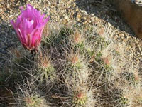 Echinocereus stramineus