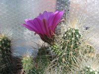 Echinocereus stramineus