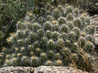 Echinocereus stramineus