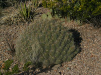 Echinocereus stramineus