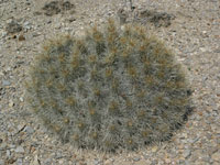 Echinocereus stramineus