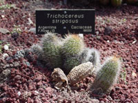 Echinopsis strigosa