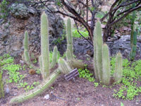 Echinopsis strigosa