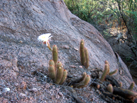 Echinopsis strigosa