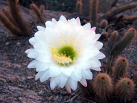 Echinopsis strigosa