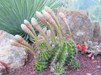 Echinopsis oxygona