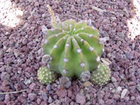 Echinopsis species