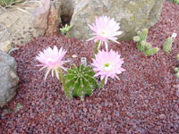 Echinopsis oxygona