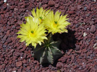 Echinocereus subinermis