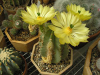 Echinocereus subinermis