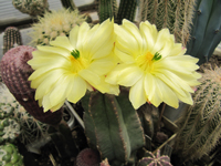 Echinocereus subinermis