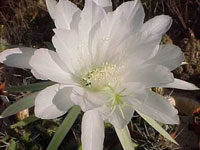 Echinopsis sucrensis