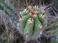 Echinopsis tacaquirensis