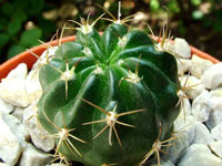 Echinopsis tegeleriana