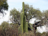 Echinopsis terscheckii