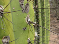 Echinopsis terscheckii