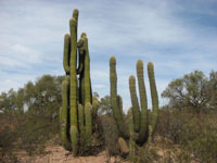 Echinopsis terscheckii