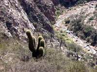 Echinopsis terscheckii