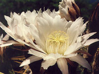 Echinopsis terscheckii