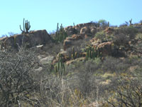 Echinopsis terscheckii